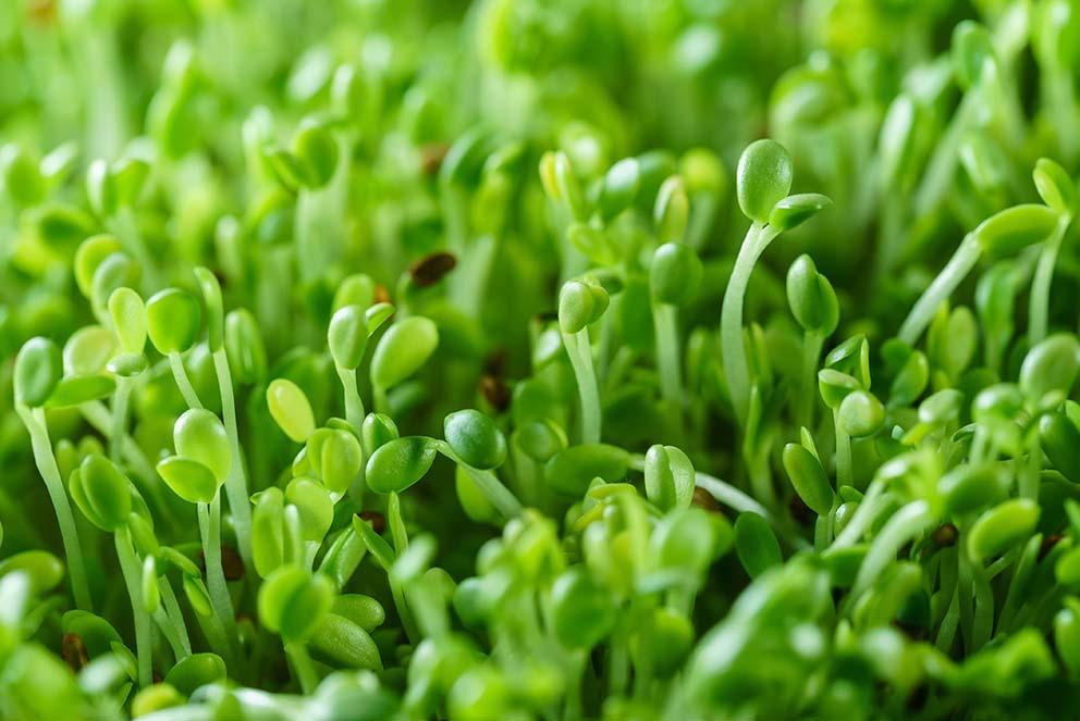 micro-pousses jeunes herbes